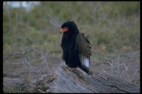 : Terathopius ecaudatus; Bateleur Eagle