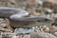 : Chalcides striatus; Western Three-toed Skink