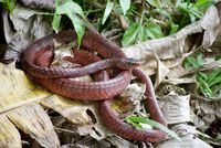 : Chironius scurrulus