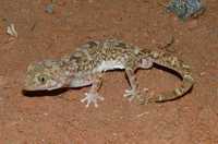 : Diplodactylus byrnei; Gibber Gecko