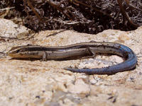 : Eumeces skiltonianus; Western Skink