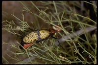 : Tegrodera latecincta; Blister Beetle