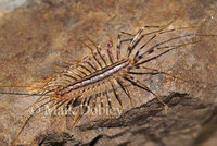 : Scutigera coleoptera; House Centipede