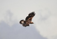 Golden Eagle