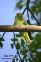 Rose-ringed Parakeet Scientific name - Psittacula krameri