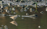 Curlew Sandpiper