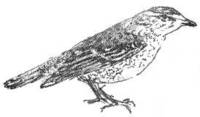POLYNESIAN TRILLER, SIKIVIU (Lalage maculosa)
