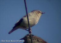 Fig. 3. Grey-backed Starling : 잿빛쇠찌르레기