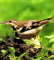 물레새(Dendronanthus indicus)