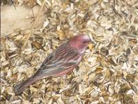 Pallas's Rosefinch (Carpodacus roseus) photo