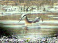 Wilsons Phalarope