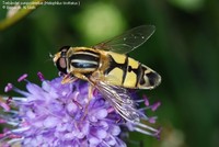 Trebåndet sumpsvirreflue (Helophilus trivittatus ) Foto/billede af