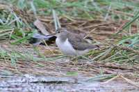 Spotted Sandpiper (Actitis macularia)