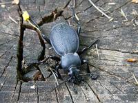 Carabus coriaceus