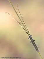 Calamobius filum