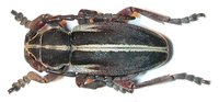 Dorcadion arenarium arenarium var. muelleri