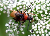 Stictoleptura rubra