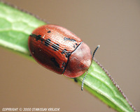 Cassida murraea murraea