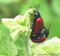 Chrysomela populi