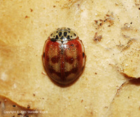 Harmonia quadripunctata var. nebulosa