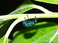 Byctiscus betulae var. viridulus