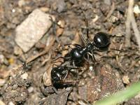 Lasius fuliginosus