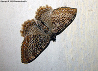 Rheumaptera undulata - Scallop Shell