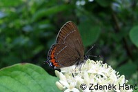 Satyrium pruni - Black Hairstreak