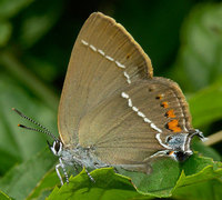 Satyrium spini - Blue-Spot Hairstreak