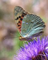 Argynnis pandora - Mediterranean Fritillary