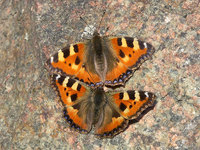 Aglais urticae urticae - Small Tortoiseshell