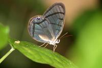 Dulcedo polita