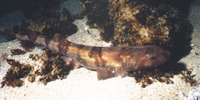 Haploblepharus pictus, Dark shyshark: fisheries, gamefish