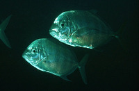 Carangoides coeruleopinnatus, Coastal trevally: fisheries, gamefish