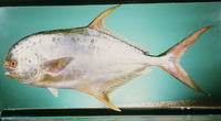 Trachinotus mookalee, Indian pompano: fisheries, gamefish