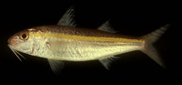 Upeneus moluccensis, Goldband goatfish: fisheries