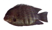 Etroplus suratensis, Green chromide: fisheries, aquaculture, aquarium