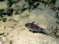 Apogon savayensis, Samoan cardinalfish: