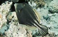 Cantherhines pardalis, Honeycomb filefish: fisheries