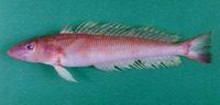 Parapercis alboguttata, Whitespot sandsmelt: