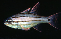 Apogon doederleini, Doederlein's cardinalfish: