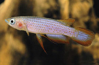 Epiplatys lamottei, Redspotted panchax: aquarium