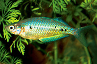 Glossolepis maculosus, Spotted rainbowfish: aquarium