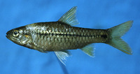 Barbus kerstenii, Redspot barb: aquarium