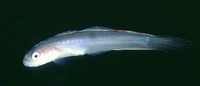 Ptereleotris helenae, Hovering goby: