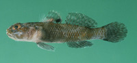 Bathygobius laddi, Brownboy goby: