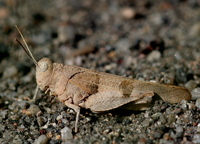 Oedipoda caerulescens