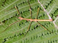 Neopromachus doreyanus