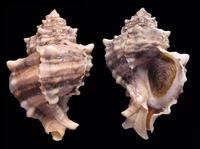 Hexaplex trunculus