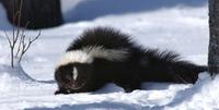 Image of: Mephitis mephitis (striped skunk)